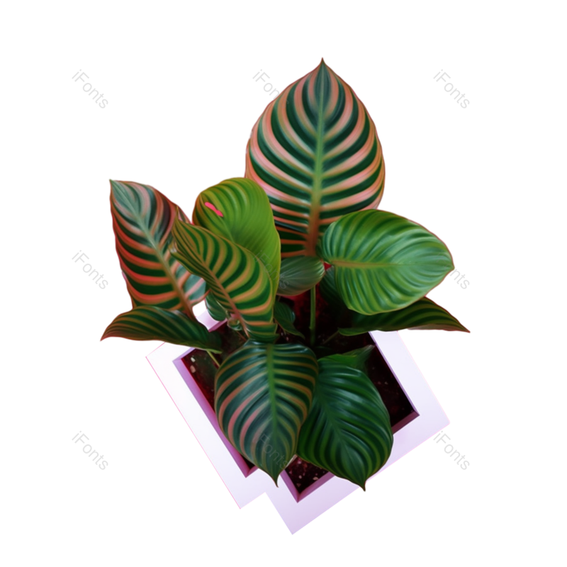 叶子图片,装饰元素,摄影PNG,个性免抠素材